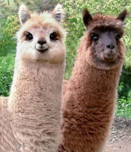 alpaca-health-6