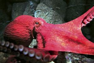 giant-pacific-octopus-big-red[1]