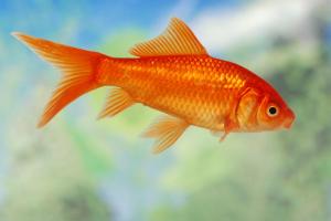 130952-847x567r1-Ordinary-goldfish[1]
