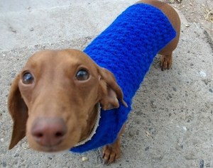 dog_sweater_020_medium[1]