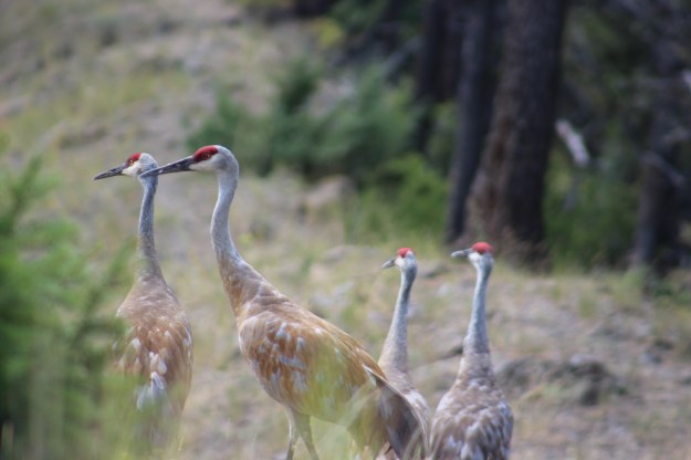 Beaver Ponds Hike (24)