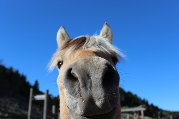 Wilderness Edge (27)